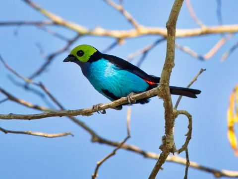 Paradise Tanager