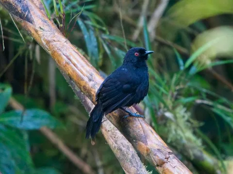 Western Fire-eye