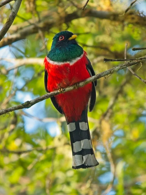 Masked Trogon