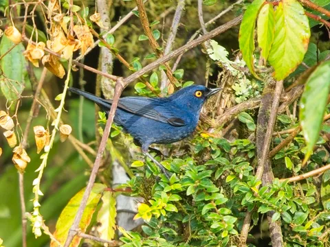 Deep-blue Flowerpiercer