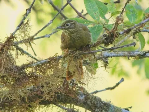 Montane Foliage-gleaner
