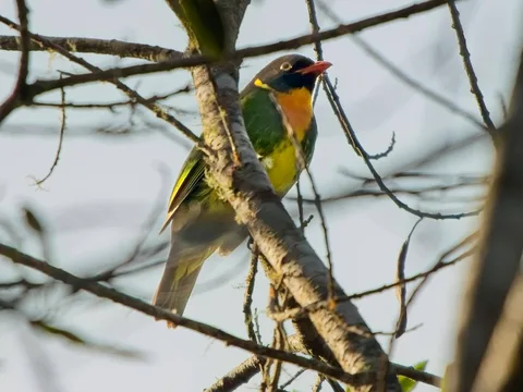 Masked Fruiteater