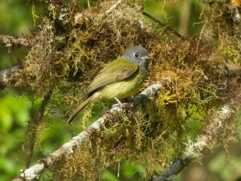Streak-necked Flycatcher