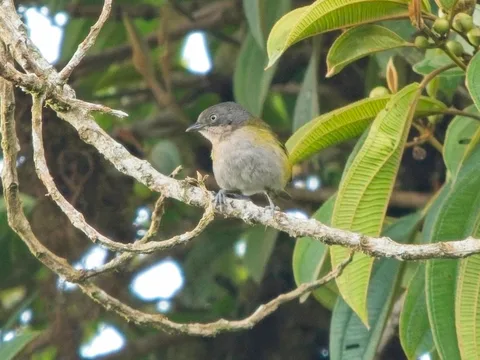 Common Chlorospingus