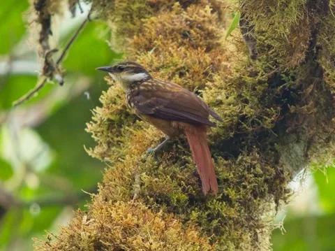 Streaked Tuftedcheek