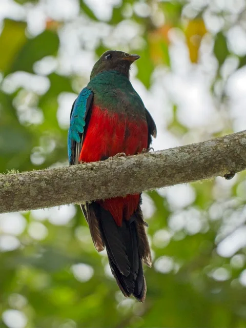 Golden-headed Quetzal