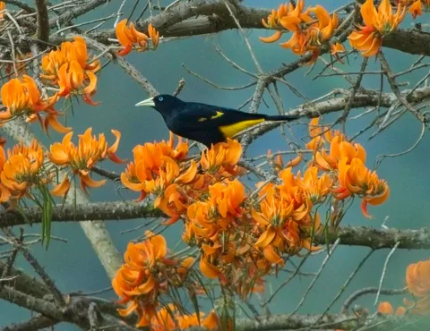 Yellow-rumped Cacique
