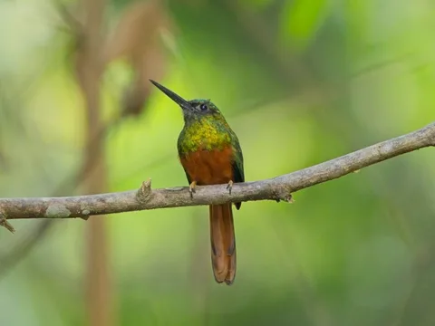 Bluish-fronted Jacamar