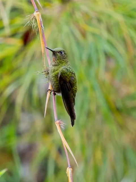 Fire-throated Metaltail