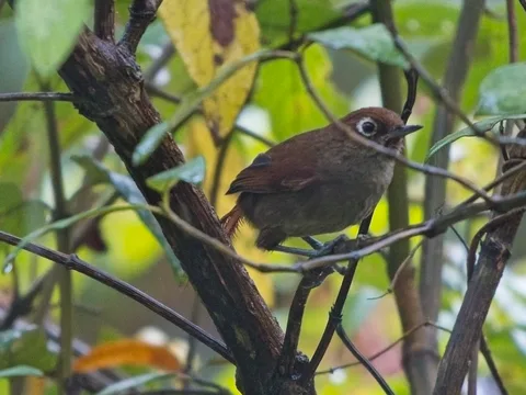 Eye-ringed Thistletail