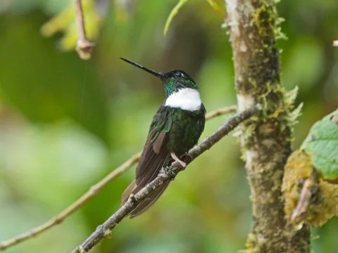 Collared Inca