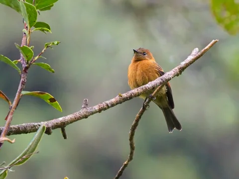 Cinnamon Flycatcher