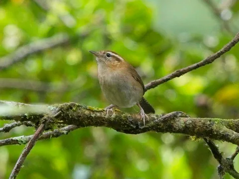 Mountain Wren