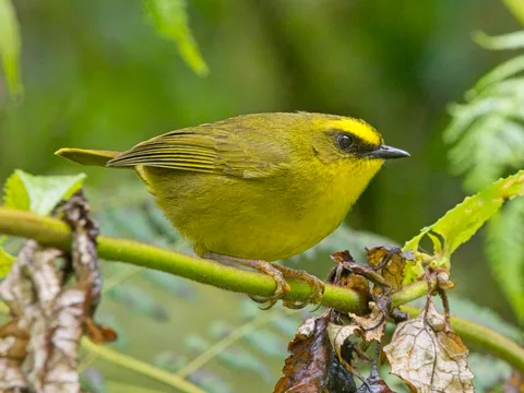 Citrine Warbler