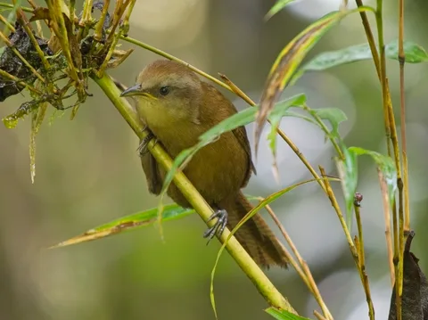 Peruvian Wren