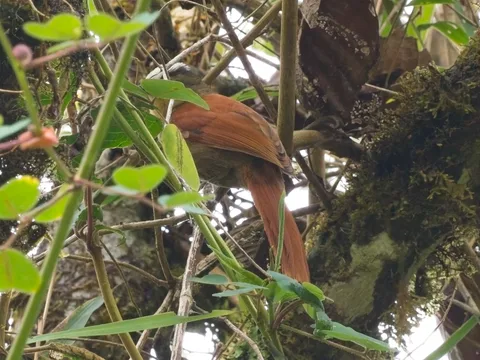 Vilcabamba Spinetail