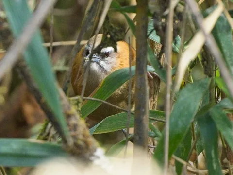 "Mantaro" Wren