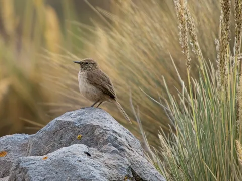 Streak-throated Canastero