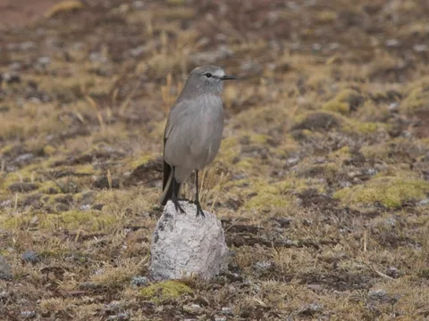White-fronted Ground-Tyrant