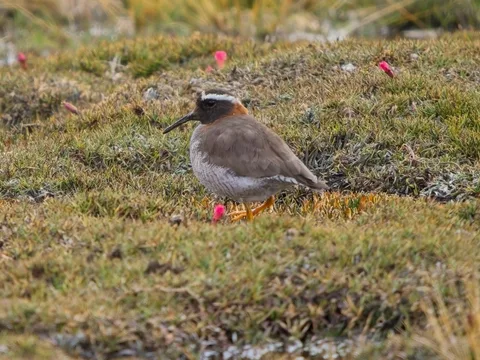 Diademed Sandpiper-Plover