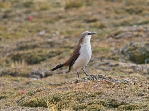 White-bellied Cinclodes