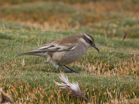 Cream-winged Cinclodes