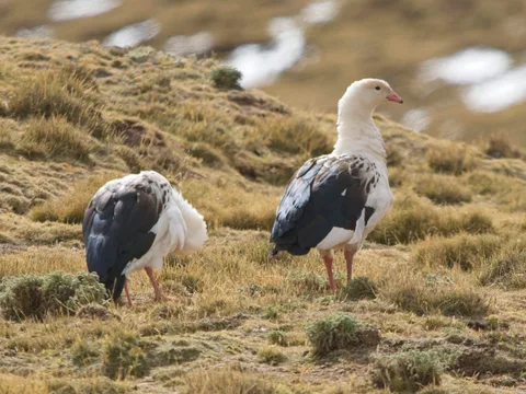 Andean Goose