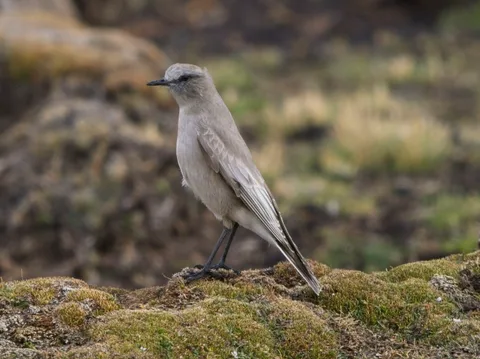 White-fronted Ground-Tyrant