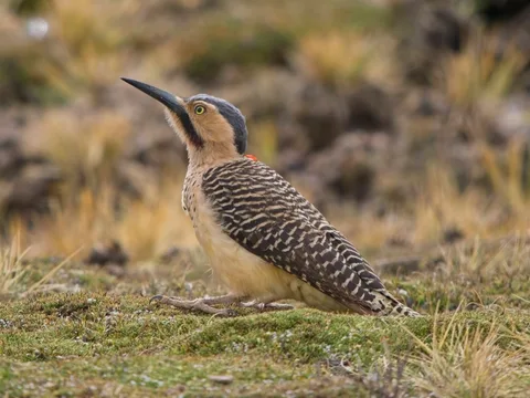 Andean Flicker
