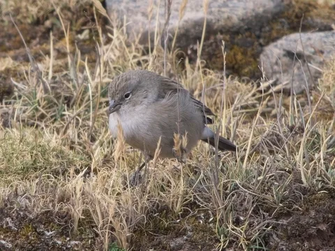 Ash-breasted Sierra Finch
