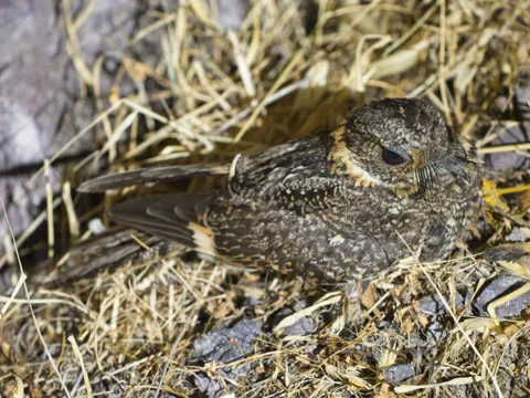 Band-winged Nightjar