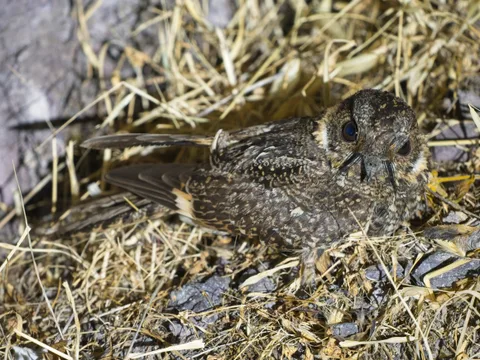 Band-winged Nightjar