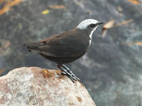 White-capped Dipper