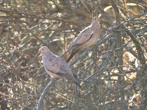 Black-winged Ground Dove