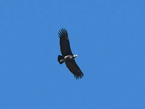 Andean Condor