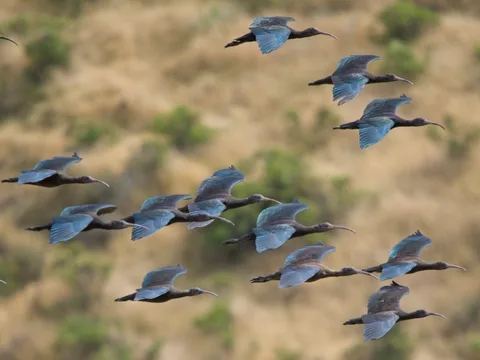 Puna Ibis