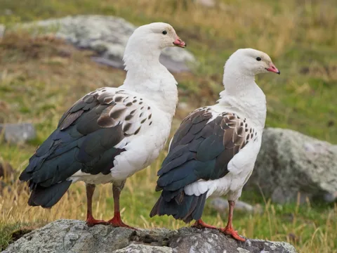 Andean Goose