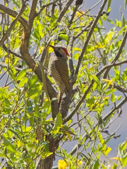 Black-necked Woodpecker