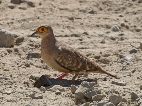 Bare-eyed Ground Dove