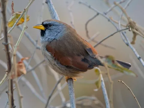 Great Inca-Finch