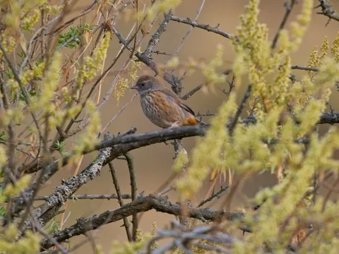 Rufous-breasted Warbling Finch, immature