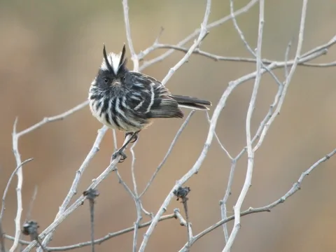Pied-crested Tit-Tyrant