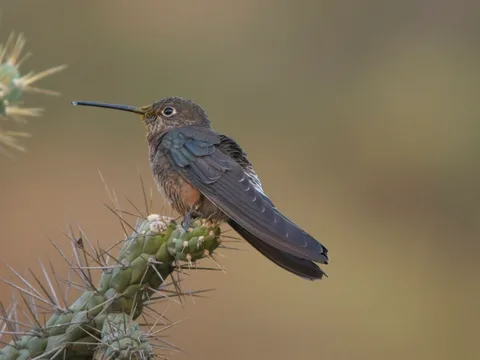 Northern Giant Hummingbird