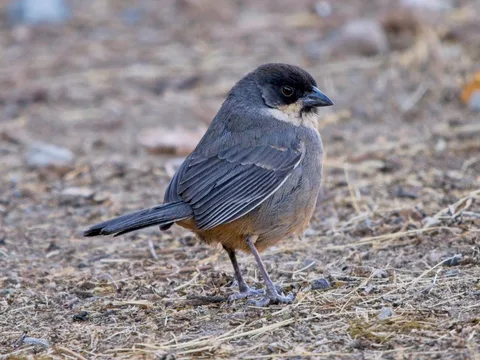 Rusty-bellied Brushfinch