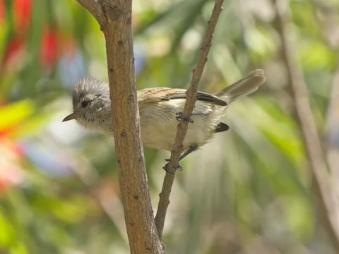 Pacific Beardless-Tyrannulet