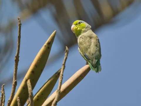 Pacific Parrotlet
