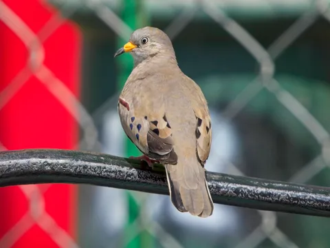 Croaking Ground Dove