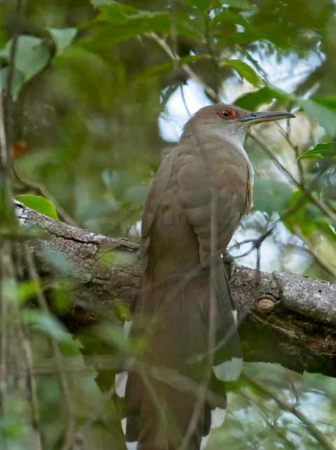 Puerto Rican LIzard-Cuckoo