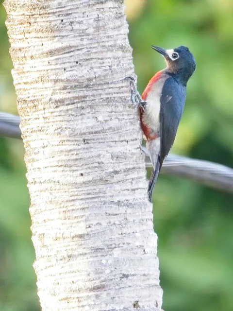 Puerto Rican Woodpecker