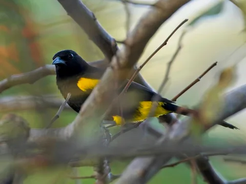 Puerto Rican Oriole